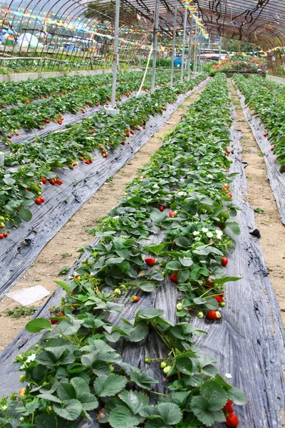 Erdbeerfelder — Stockfoto