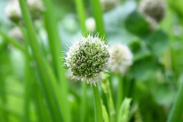 stock image Onion flowers