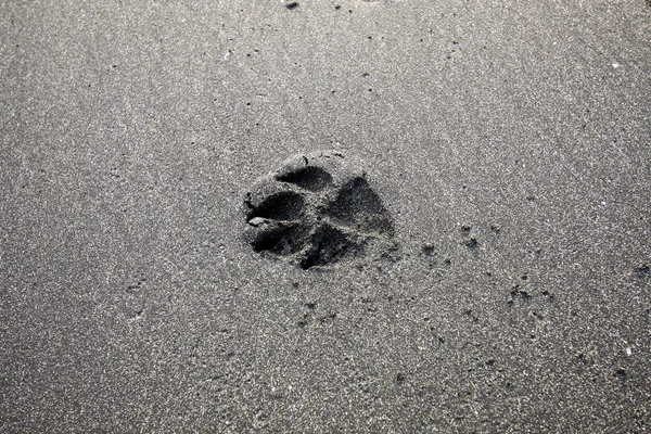 Отпечаток ноги собаки на песке — стоковое фото