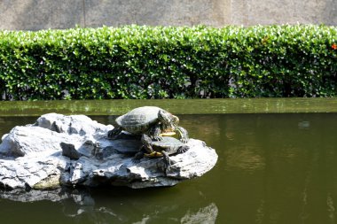 Güneş altında turtle