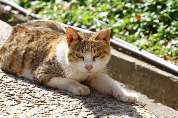 Um gato sob luz do sol — Fotografia de Stock