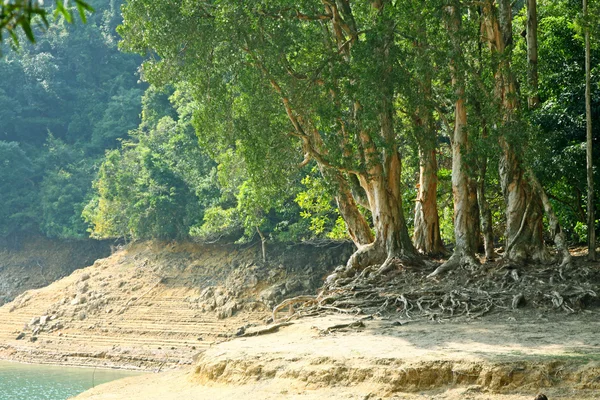 stock image Trees in water