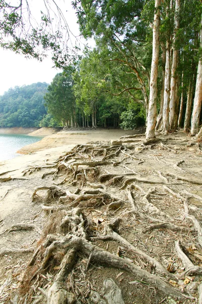 Stock image Buttress root on the ground