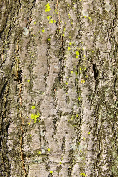 木の樹皮の詳細 — ストック写真