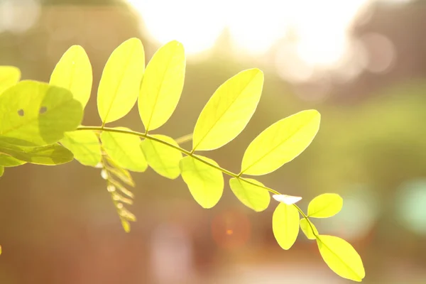 Folhas sob a luz solar — Fotografia de Stock