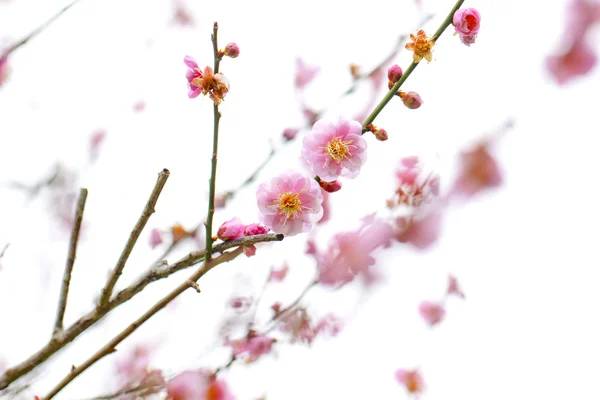 Plum blossom tavasszal — Stock Fotó