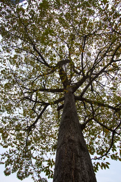 Ağaç arka gövde ve dallar — Stok fotoğraf