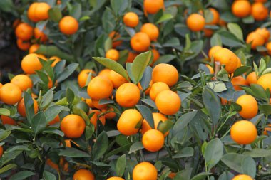Mandarine orange tree for celebrating Chinese New Year clipart
