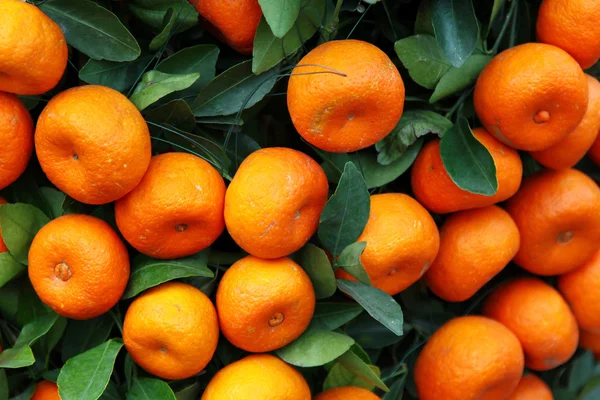 Mandarine orange träd för att fira kinesiska nyåret — Stockfoto