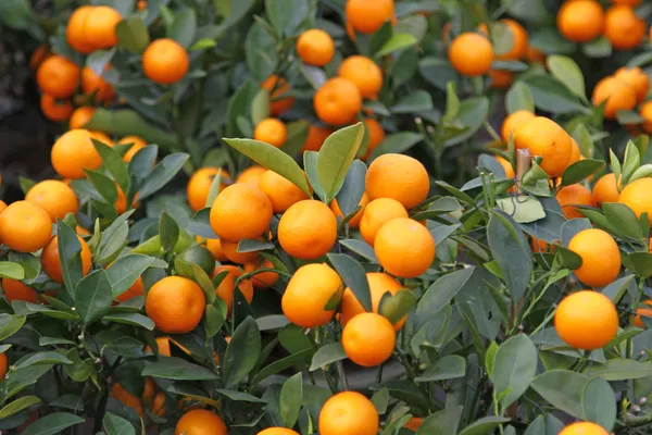 Çin yeni yılı kutlamak için mandarine portakal ağacı — Stok fotoğraf