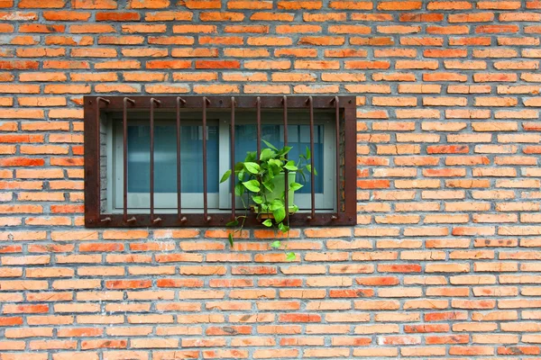 Vintage wall and windows with plants — Stock Photo, Image