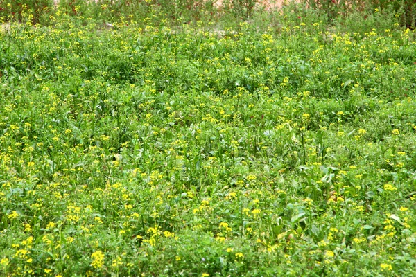 Campo de flores de estupro na primavera — Fotografia de Stock