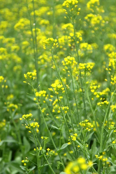 stock image Rape flowers close up shot