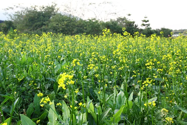 stock image Rape flowers field in spring