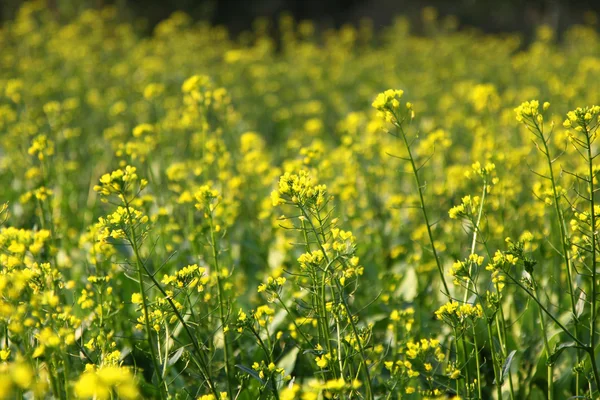 stock image Rape flowers field in spring