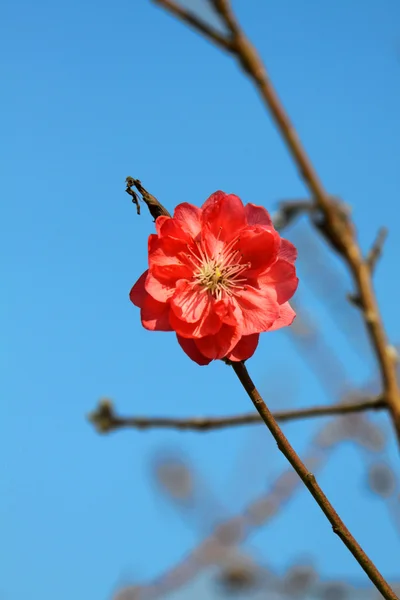 stock image Cherry blossom in spring