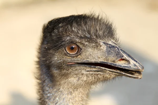 Ostrich head close-up shot — Stock Photo, Image