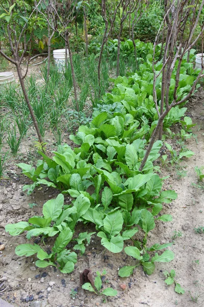 Frisches Gemüse auf landwirtschaftlichen Flächen — Stockfoto
