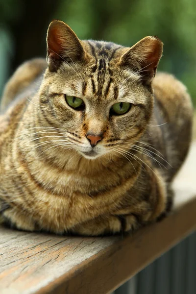 Gato mirando y sentado — Foto de Stock