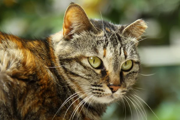 Кота, снятого на природе — стоковое фото
