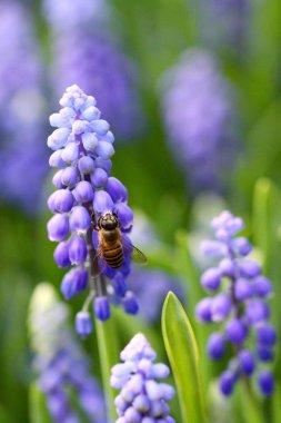 Grape hyacinth with bee in spring clipart