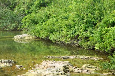 Wetland in Hong Kong clipart