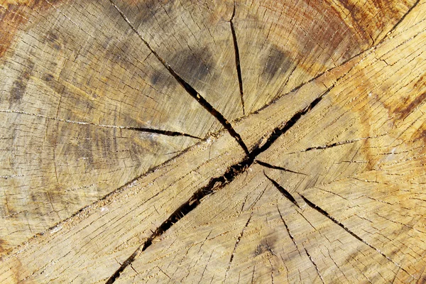 Tree ring wood details — Stock Photo, Image