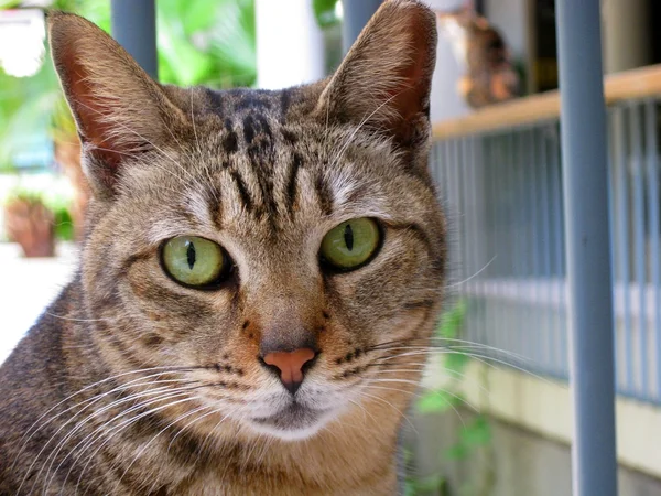 Kočka, close-up shot. — Stock fotografie