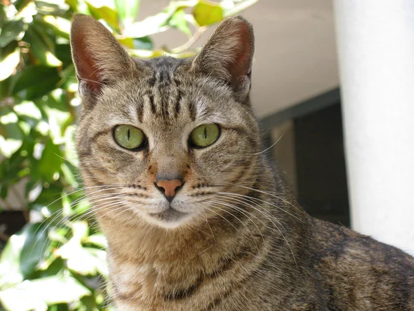 stock image Cat, close-up shot.