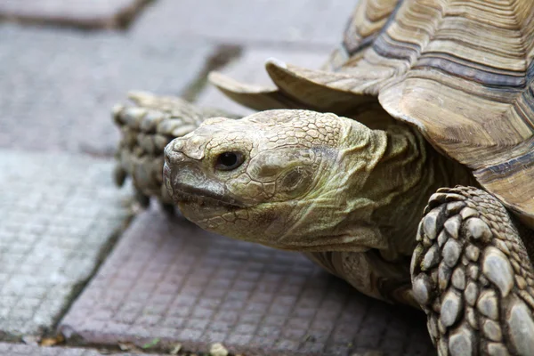Oude schildpad op grond, close-up shot. — Stockfoto