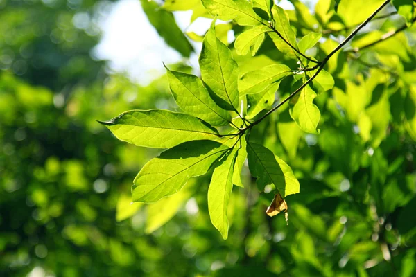 Fresh leaves in spring time — Stock Photo, Image