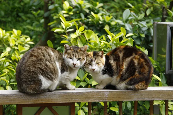 Katzen blicken auf Feinde — Stockfoto