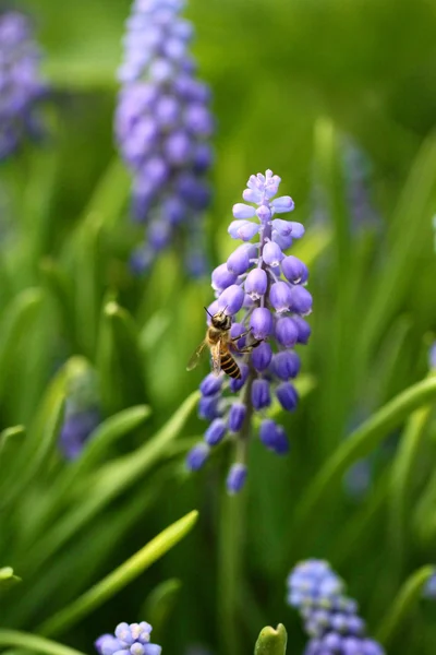 Гиацинт с пчелой весной — стоковое фото