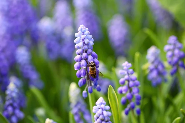 Гиацинт с пчелой весной — стоковое фото