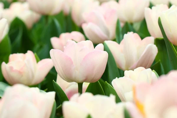 Fondo tulipanes rosados —  Fotos de Stock