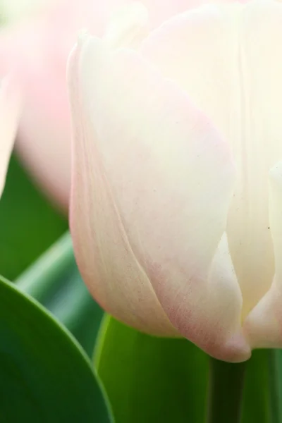 Różowe tulipany tło — Zdjęcie stockowe