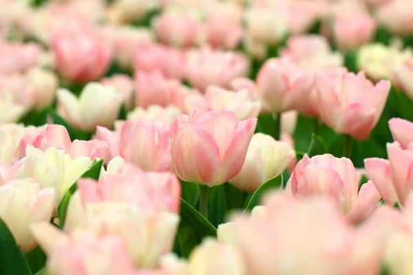 Розовые тюльпаны — стоковое фото