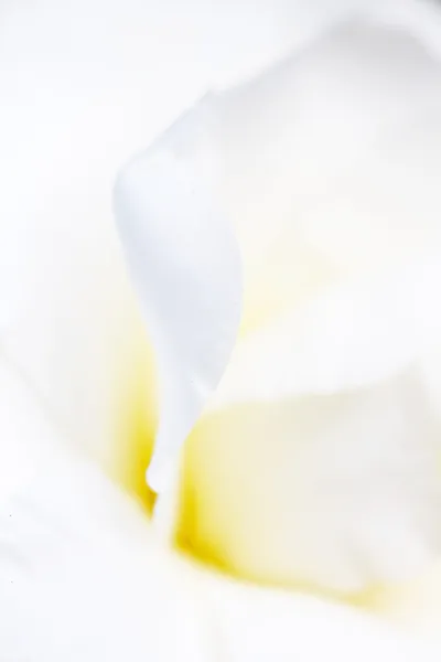 Пелюстками білого кольору тла — стокове фото