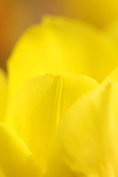 Tulipano giallo, primo piano . — Foto Stock