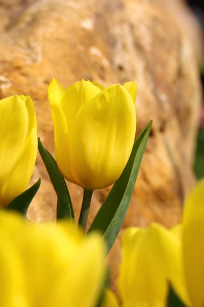 Tulipán amarillo, primer plano . —  Fotos de Stock