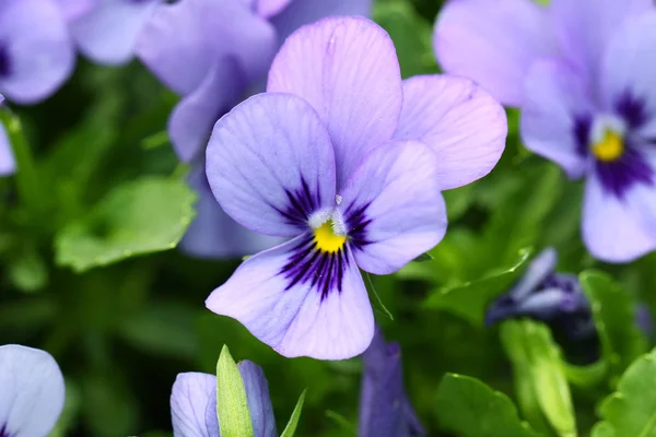 stock image Purple flowers background
