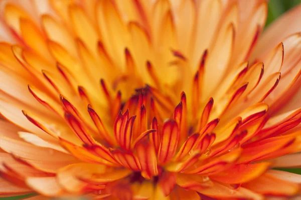 オレンジ色の花びらの背景 — ストック写真