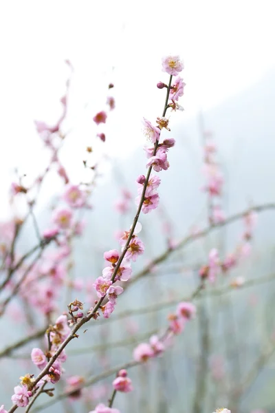 Szilva virágok tavasszal — Stock Fotó