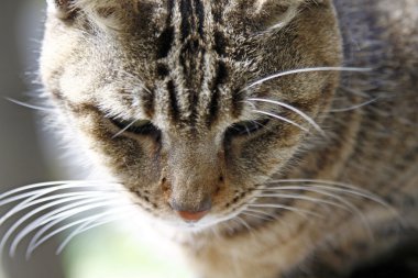 kedi, yakın çekim.