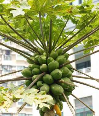 Papaya ağaçlar