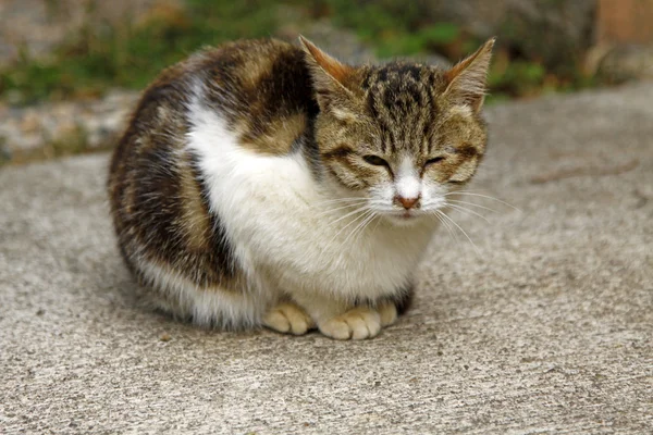 Γατάκι γάτα στο έδαφος — Φωτογραφία Αρχείου
