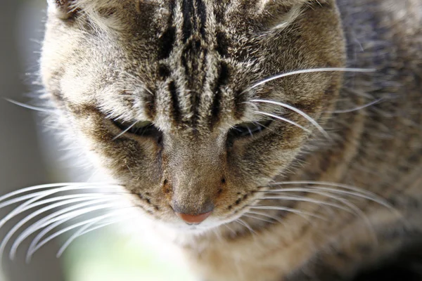 Gato, close-up . — Fotografia de Stock
