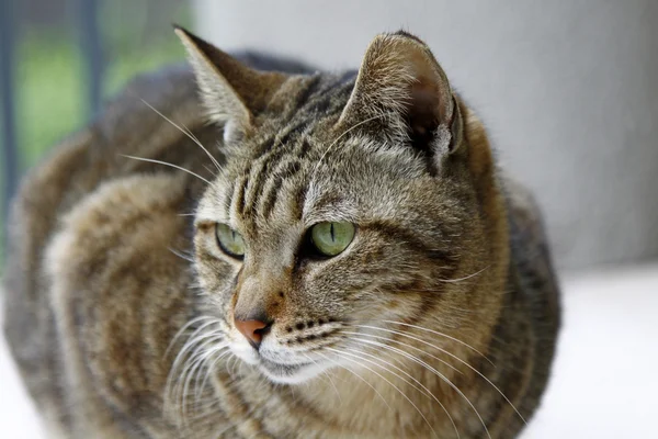 Γάτα με απότομη όραση κοιτάζοντας κάτι — Φωτογραφία Αρχείου