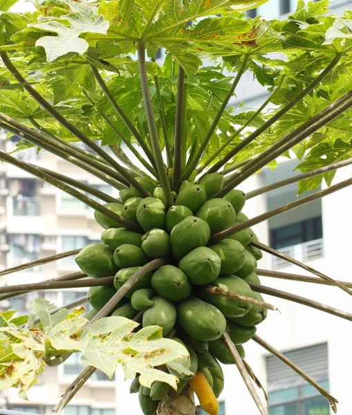 Drzewa papai — Zdjęcie stockowe