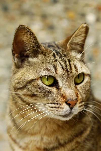 Μια γάτα με απότομη όραση, γκρο πλαν. — Φωτογραφία Αρχείου